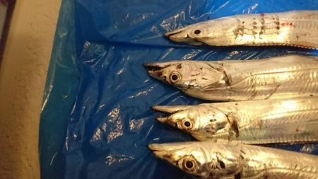 今年の 初タチウオ