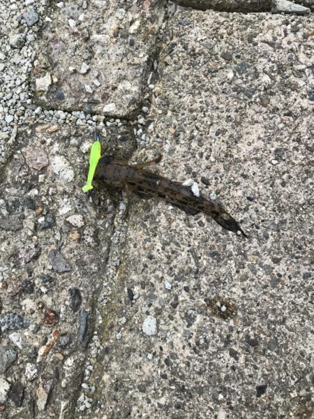 幸先よくサンバソウ