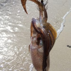 今朝のエギング釣果