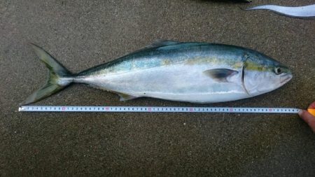 タチウオとメジロ