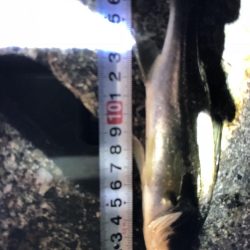 いいサイズのヒラメゲットです