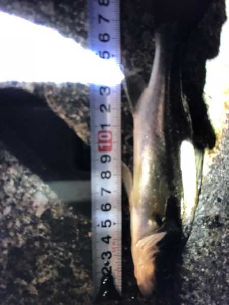 いいサイズのヒラメゲットです