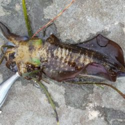 今日は渋かった！