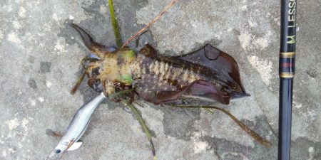 今日は渋かった！