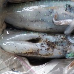 今日も渋かった