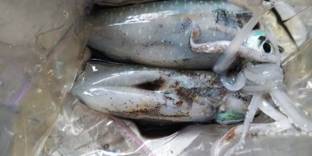 今日も渋かった