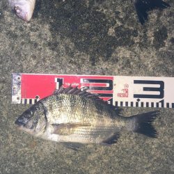 今週の釣果報告！９月２２日（土）