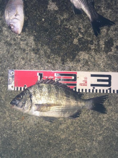 今週の釣果報告！９月２２日（土）