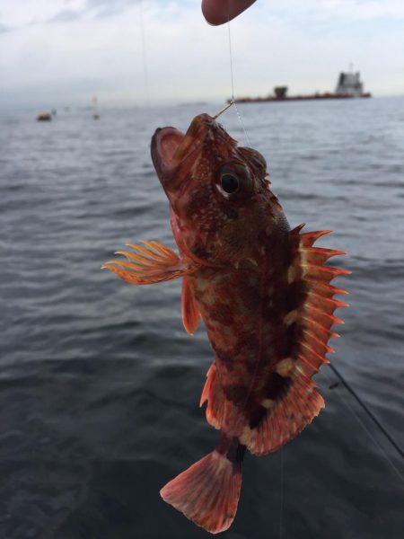 初の船外機ボート釣り