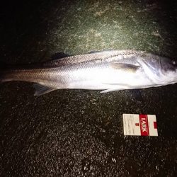 南港カモメ大橋ヘチ釣行 （シーバス67ｃｍ、キビレチヌ、ガシラ、釣果有り）