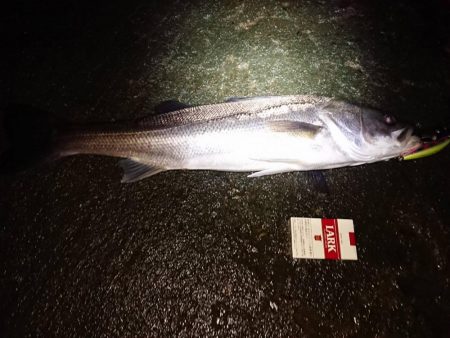 南港カモメ大橋ヘチ釣行 （シーバス67ｃｍ、キビレチヌ、ガシラ、釣果有り）