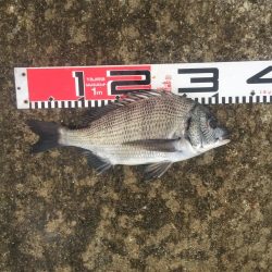 今週の釣果報告！９月２８日（金）