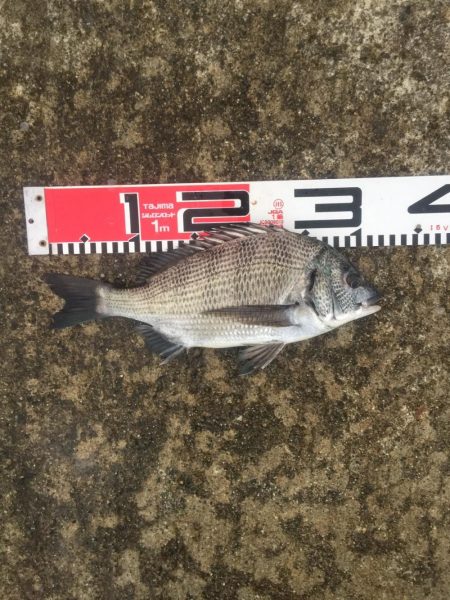 今週の釣果報告！９月２８日（金）