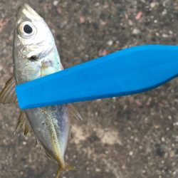 日中の鳴門釣行