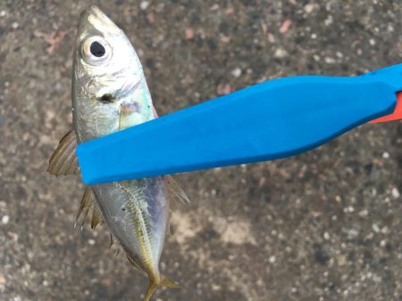 日中の鳴門釣行