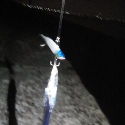 やっと今年初のタチウオがつれました。