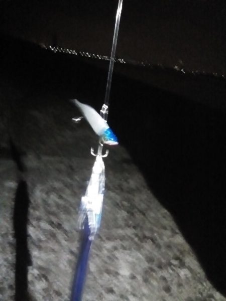 やっと今年初のタチウオがつれました。