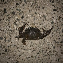 シーバスの季節