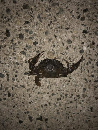 シーバスの季節