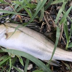 仕事サボっての釣行でした。