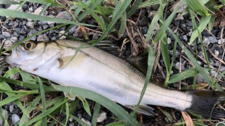 仕事サボっての釣行でした。