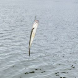 バースデーシーバス!