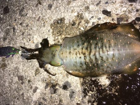 久々のナイトエギング