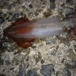 ナイターエギング