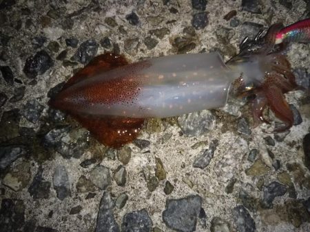 ナイターエギング