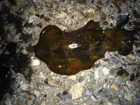 ナイターエギング