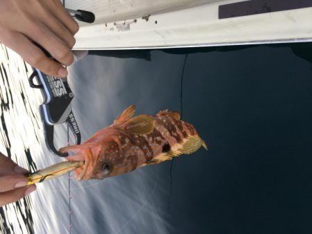 朝短時間フィッシング