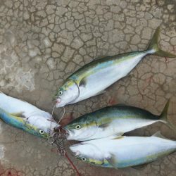 タッチ〜青物〜イカ