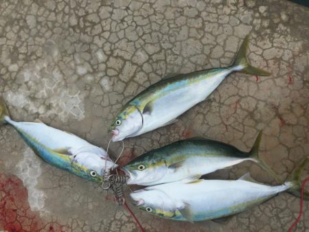 タッチ〜青物〜イカ