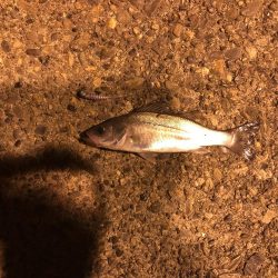 今日も行ってきました！