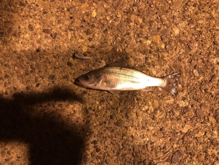 今日も行ってきました！