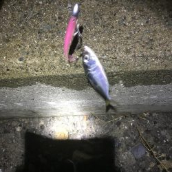 マイポイントタチウオ調査