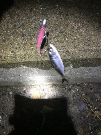 マイポイントタチウオ調査