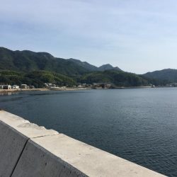 今年初タチウオ