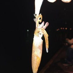 今日もチィチィイカ