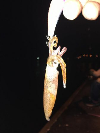 今日もチィチィイカ