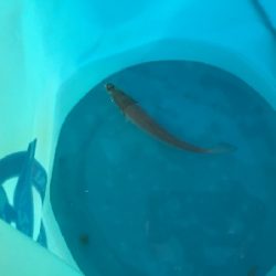 台風前のあじさがしー