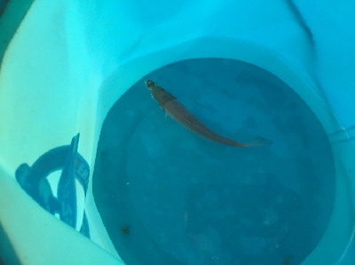 台風前のあじさがしー