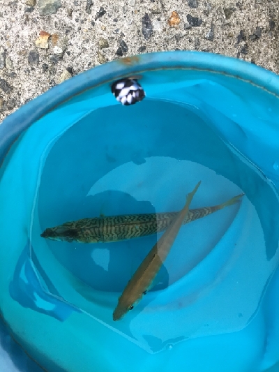 アジさがしからの