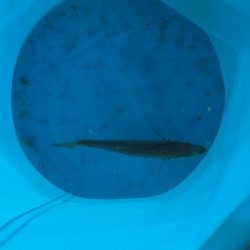 アジをさがしに