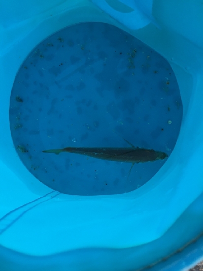 アジをさがしに