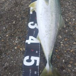 ハマチ、メジロ？