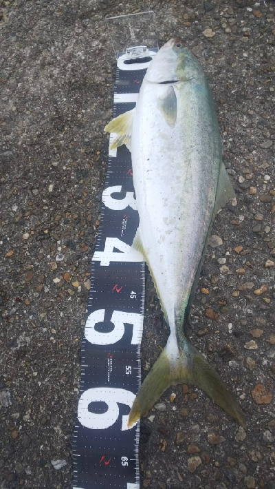 ハマチ、メジロ？