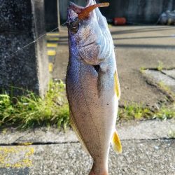 ニベをワーム釣り