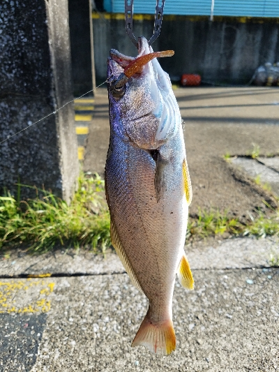 ニベをワーム釣り