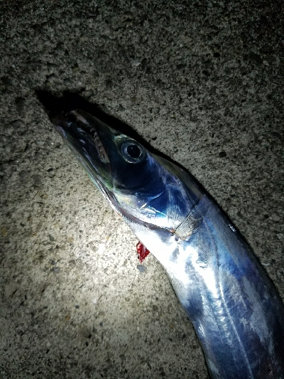 太刀魚釣り　～予想以上に小さいの多い～